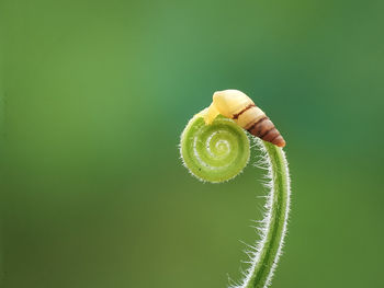 Close-up of leaf on golf course