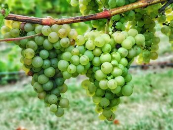 Close-up of grapes hanging in vineyard