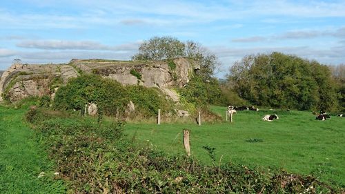 Sheep grazing on field against sky