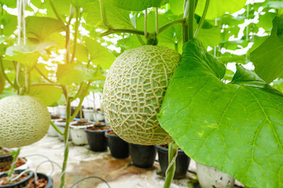 Close-up of fruits growing on tree