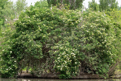 View of trees in forest