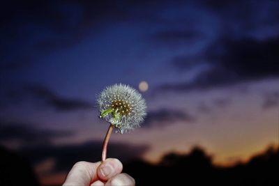 Close-up of hand holding dandelion against sky during sunset