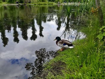 Ducks on a lake