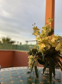 Close-up of potted plant on table