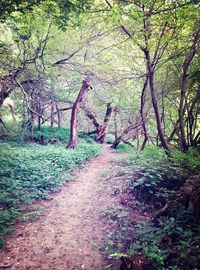 Dirt road passing through forest