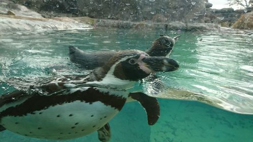 Close-up of turtle swimming in sea