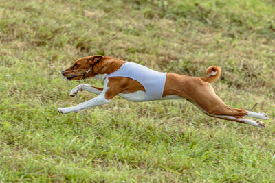 Running basenji dog in white jacket across the meadow on lure coursing competition