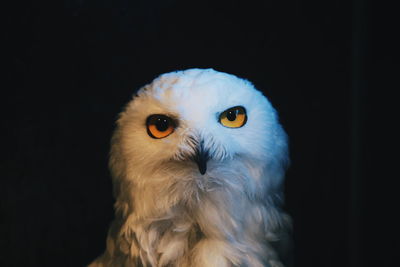 Close-up of a bird