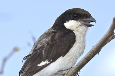 Low angle view of a bird perching on wooden post