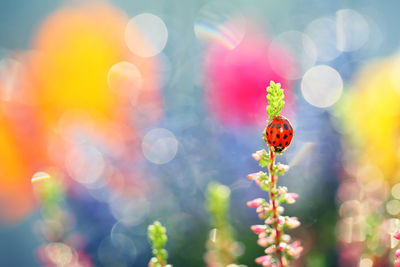 Close-up of ladybug on flower