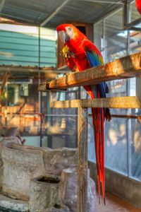 View of parrot perching in cage