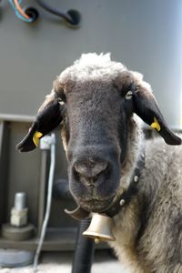 Close-up portrait of a sheep