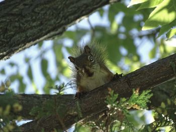Low angle portrait of a squirrel