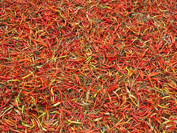 Full frame shot of grass