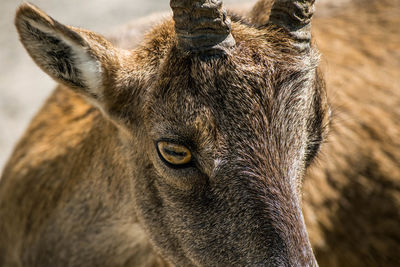 Deer in the wild