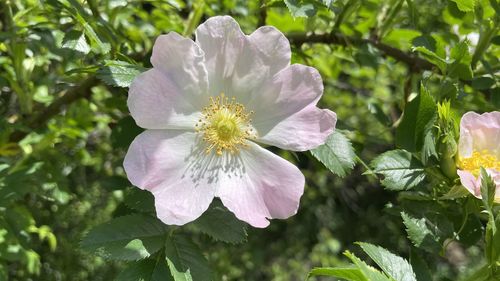Close-up of pink flowering plant leaves