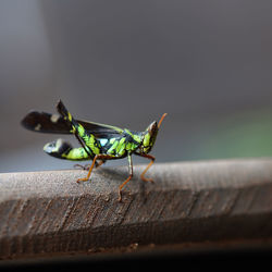 Close-up of insect on wood