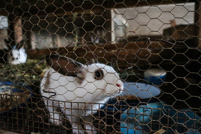 Close-up of rabbit in cage