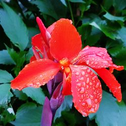 Close-up of wet red flowers blooming outdoors
