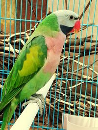 Close-up of parrot in cage