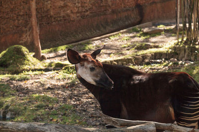 Okapi standing on field at forest