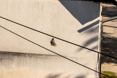 High angle view of insect on land