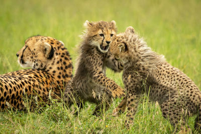 View of cats on grass