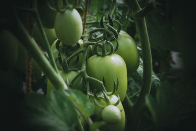 Close-up of fresh green plant