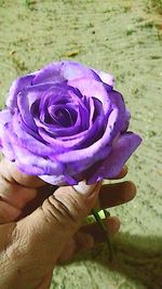 Close-up of hand holding purple rose