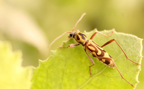 Close-up of insect on leaf