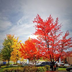 tree