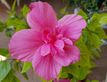 Close-up of pink hibiscus blooming outdoors