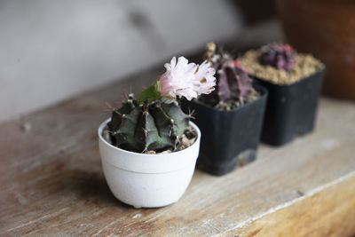 Close-up of potted plant on table