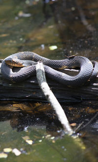 Close-up of snake