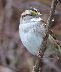 Close-up of bird perching on branch