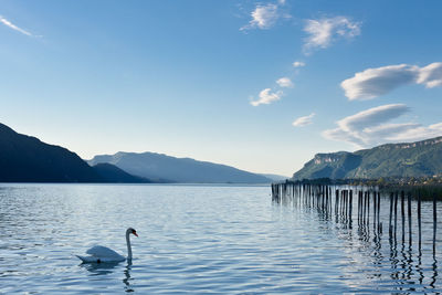 Swans swimming in lake against sky