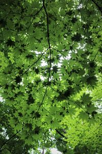 Low angle view of leaves on tree