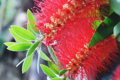 Close up of red flowers