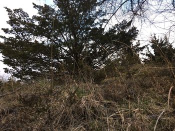 Trees on field