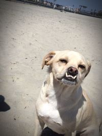 High angle portrait of angry dog sitting at beach