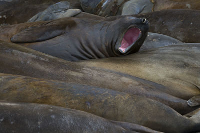 Elephant seals resting on the beach at livingston island, south shetlands, antarctica.