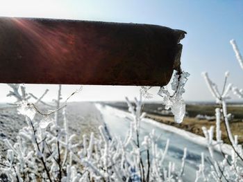 Close-up of frozen tree against sky