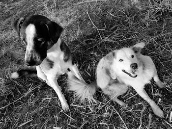 High angle view of dogs sitting on field