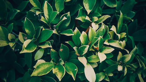Full frame shot of fresh green plant