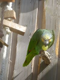 Bird on wooden wall