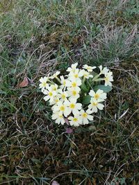 Close-up of yellow flowers growing in field