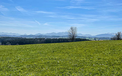 Scenic view of field against sky