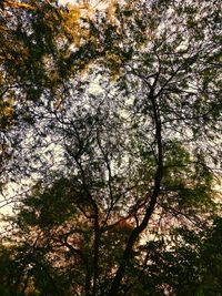 Low angle view of trees in forest