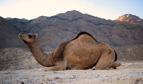 Camel setting on sands between mountains at dahab egypt