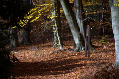 Trees in forest during autumn